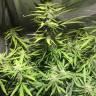 семена конопли недорого Auto Royal Cookies feminised Royal Queen