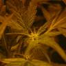 семена конопли в интернете Auto Fast Bud feminised Sweet Seeds семена конопли в интернете Auto Fast Bud feminised Sweet Seeds