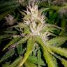 Семена конопли автоцветов Auto Royal AK feminised Ganja Seeds