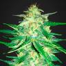 Качественные сорта конопли Auto Royal AK feminised Ganja Seeds