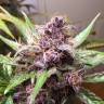 Семена марихуаны Indigo Berry Kush feminised Ganja Seeds недорого Семена марихуаны Indigo Berry Kush feminised Ganja Seeds недорого