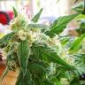 Top Skunk 44 x AK 47 feminised Ganja Seeds