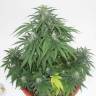 семена конопли в оригинальных упаковках Top Skunk 44 x AK 47 feminised
