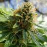 семена индийской конопли Auto Sweet Mango feminised Green House Seeds семена индийской конопли Auto Sweet Mango feminised Green House Seeds