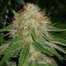 заказ семян конопли Москва Auto Sweet Mango feminised Green House Seeds заказ семян конопли Москва Auto Sweet Mango feminised Green House Seeds