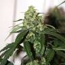 Auto Colorado Cookies feminised Dutch Passion Seeds Auto Colorado Cookies feminised Dutch Passion Seeds