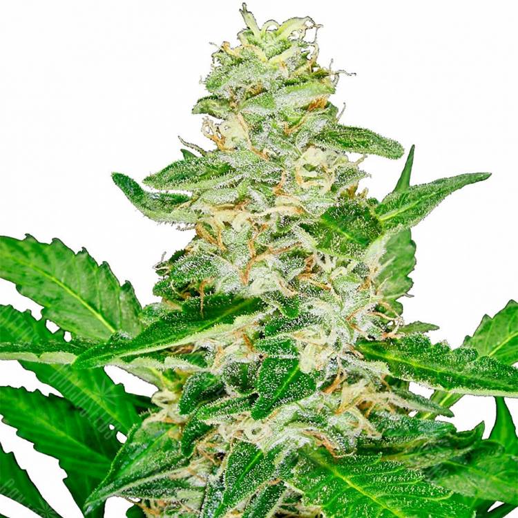 Auto Afghani Skunk feminised RuSeeds