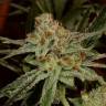 семена конопли дешево Karakum feminised Bang Seeds