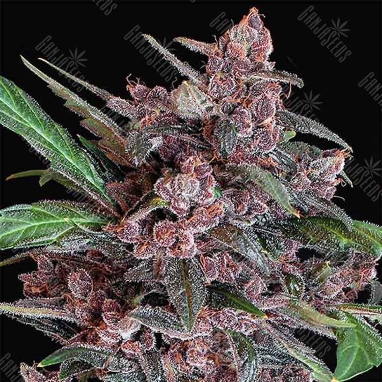 семена конопли для посадки купить Auto Black Lemon feminised Exotic Seed семена конопли для посадки купить Auto Black Lemon feminised Exotic Seed