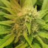 семена конопли в России White Domina feminised Kannabia Seeds