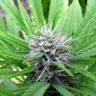 семена конопли Москва White Domina feminised Kannabia Seeds