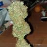 семена культурной конопли купить White Domina feminised Kannabia Seeds