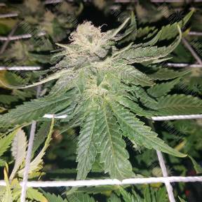 Super Skunk regular Nirvana Seeds