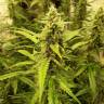 где можно заказать семена конопли Auto New York City feminised Pyramid Seeds