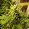 заказать на сайте семена конопли Auto New York City feminised Pyramid Seeds
