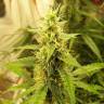 семена конопли автоцвет Auto New York City feminised Pyramid Seeds