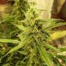 хорошие семена конопли Auto New York City feminised Pyramid Seeds