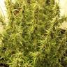 конопля семена сорта заказать Auto New York City feminised Pyramid Seeds