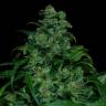 заказ семян конопли Москва Tank feminised VIP Seeds