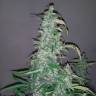 Качественные семена Wappa feminised Ganja Seeds Качественные семена Wappa feminised Ganja Seeds