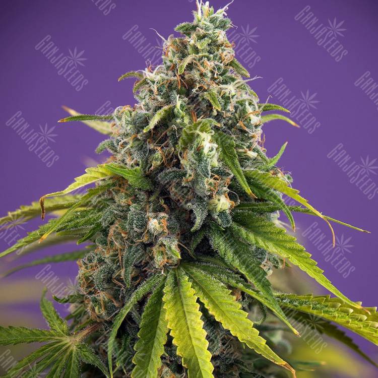 семена конопли в фирменной упаковке Black Domina x White Russian feminised