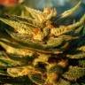 семена конопли Спб Auto Jack Herer feminised Green House Seeds