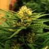 семена конопли в России Auto Jack Herer feminised Green House Seeds