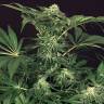 семена конопли марихуаны Auto Green Gummy feminised Exotic Seed