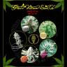 семена конопли для курения Indica Mix H feminised Green House Seeds