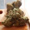 семена конопли Россия Auto Critical + feminised