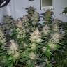 урожайные семена конопли Auto Critical + feminised