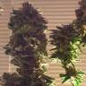 купить семена конопли Auto Critical + feminised