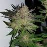 семена конопли для посадки купить Auto Critical + feminised
