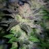 семена конопли для курения Auto Critical + feminised