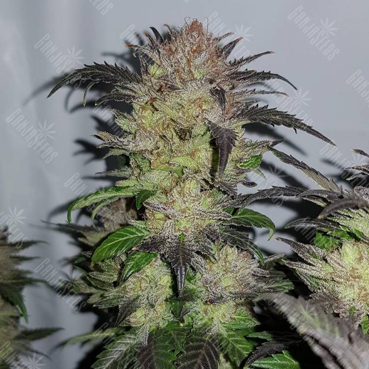 заказ семян конопли Спб Auto Critical + feminised
