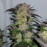 заказ семян конопли Спб Auto Critical + feminised