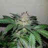 семена конопли медицинской Auto Critical + feminised