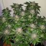 семена конопли для выращивания Auto Critical + feminised