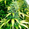 семена конопли почтой Auto Super Skunk regular