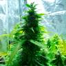 семена конопли наложенным платежом Auto Super Skunk regular