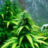 заказать качественные семена конопли Auto Super Skunk regular