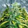 где можно заказать семена конопли Auto Super Skunk regular