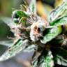 хорошие семена конопли Auto Super Skunk regular