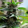 конопля семена сорта заказать Auto Super Skunk regular