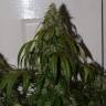 Auto Daiquiri Lime feminised Dutch Passion Seeds Auto Daiquiri Lime feminised Dutch Passion Seeds