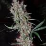семена индийской конопли Karatal feminised Bang Seeds