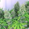 мощные семена конопли Karatal feminised Bang Seeds
