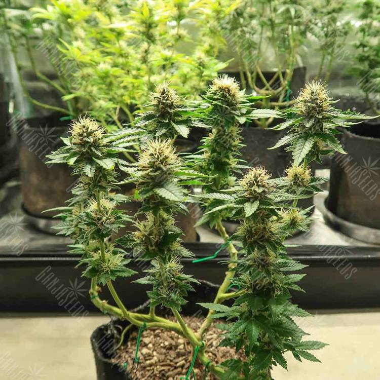 семена конопли Спб Acid regular Ganja Seeds семена конопли Спб Acid regular Ganja Seeds