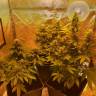 семена конопли марихуаны Laughing Buddha feminised Barneys Farm