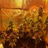 семена конопли в интернете Laughing Buddha feminised Barneys Farm